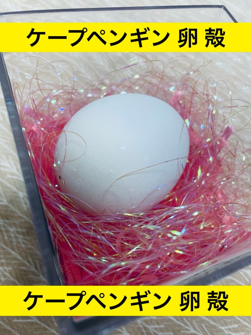 ケープペンギンが卵産んだ！ '17.12.23 11:43 - YouTube ケープ