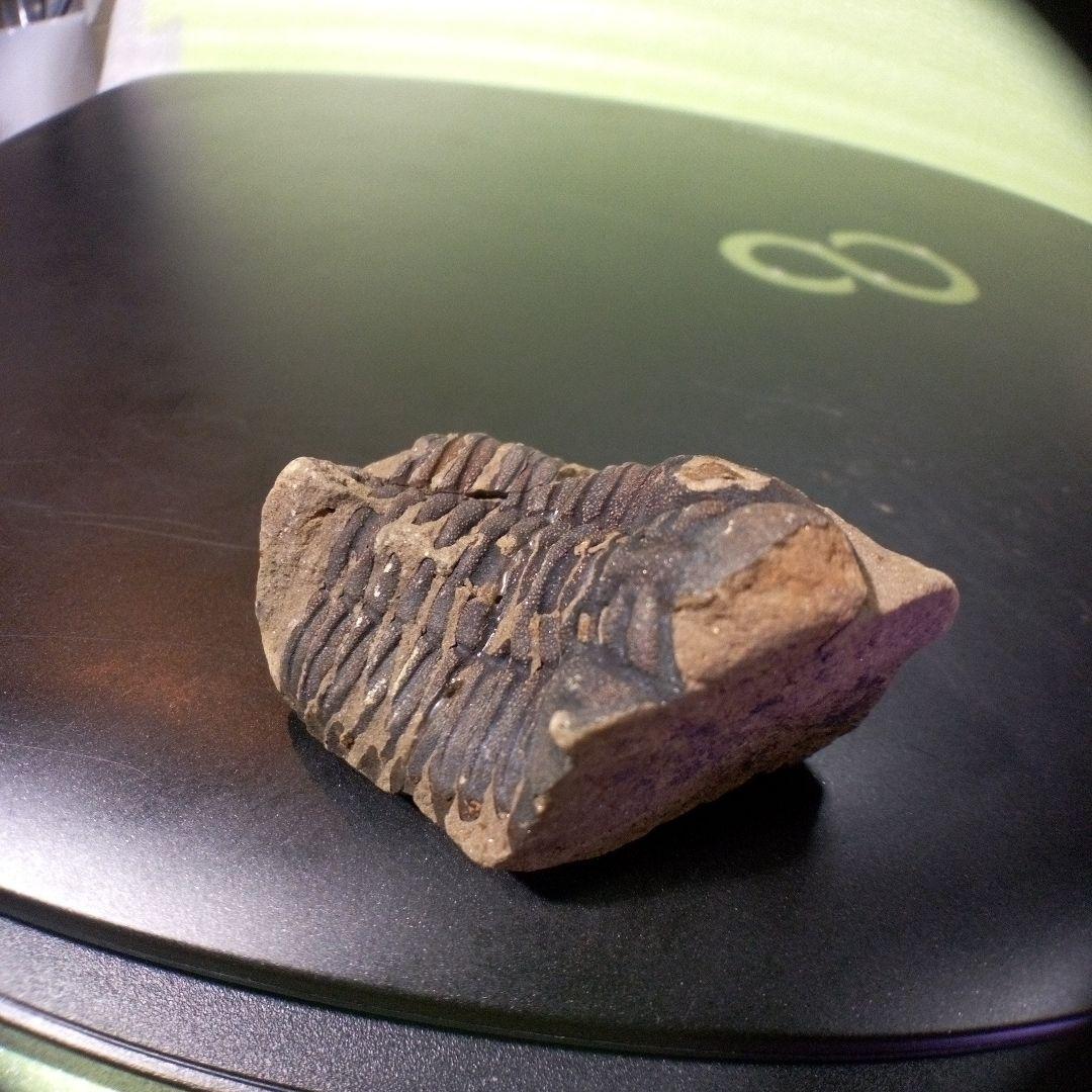 三葉虫 化石 fossil ボリビア産 トライロバイト Fossil番号⑤