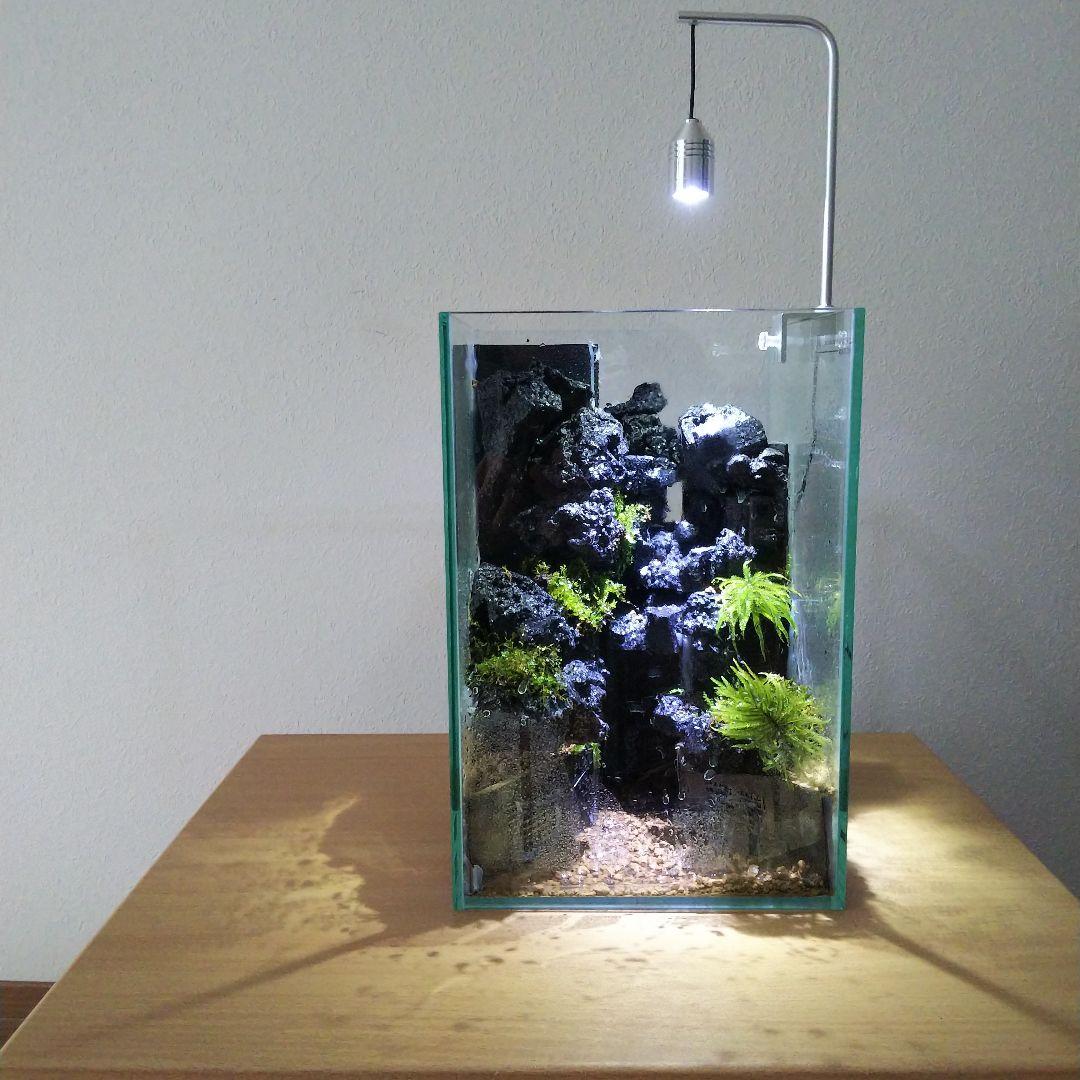 完成品】滝の流れるアクアテラリウム イモリウム 苔 水槽 苔テラリウム