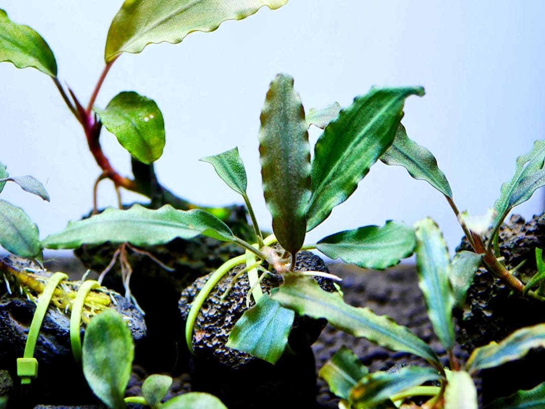 《激美》ブセファランドラ『不確定種１２株』【完全水中葉】溶岩石活着株