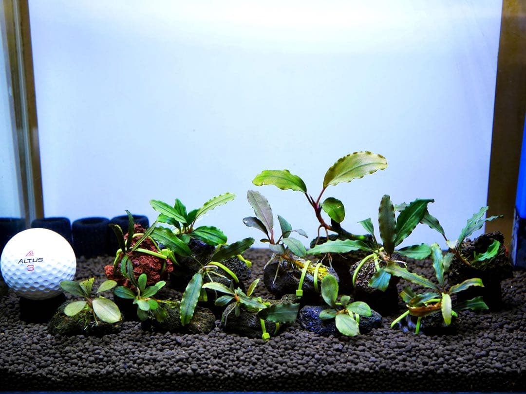 《激美》ブセファランドラ『不確定種１２株』【完全水中葉】溶岩石活着株