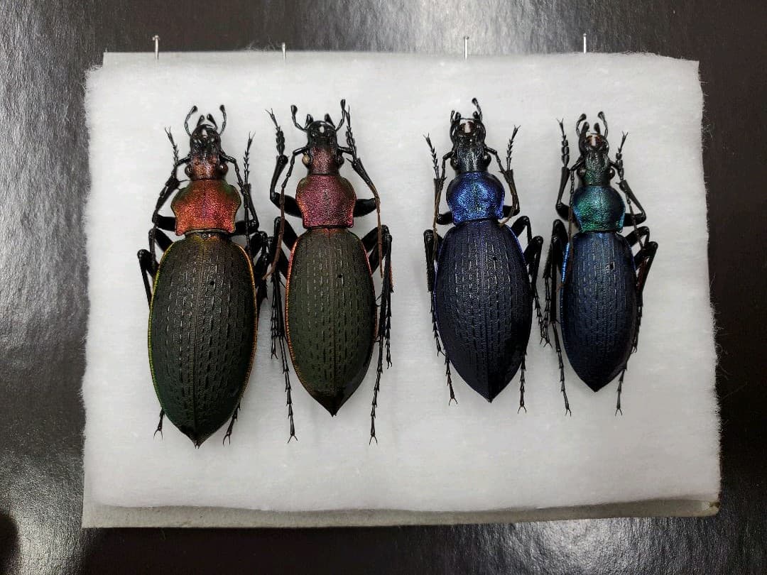 【外国産オサムシ標本】緑と青のイボカブリモドキ/甘粛省.小各龍山産/39mm 外国産オサムシ標本】緑と青のイボカブリモドキ/甘粛省.小各龍山