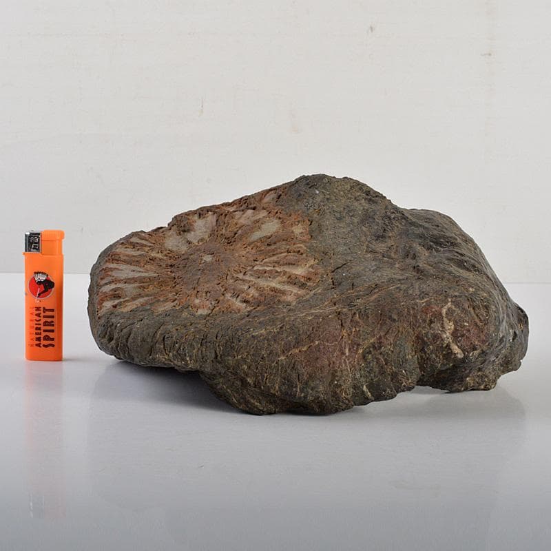 鑑賞石 天然石 菊花石 置物 重さ約5.4㎏ V 6200C