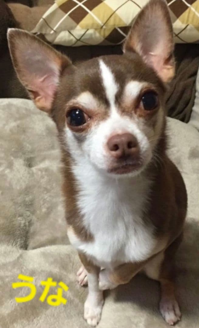 FaFa！キーホルダー