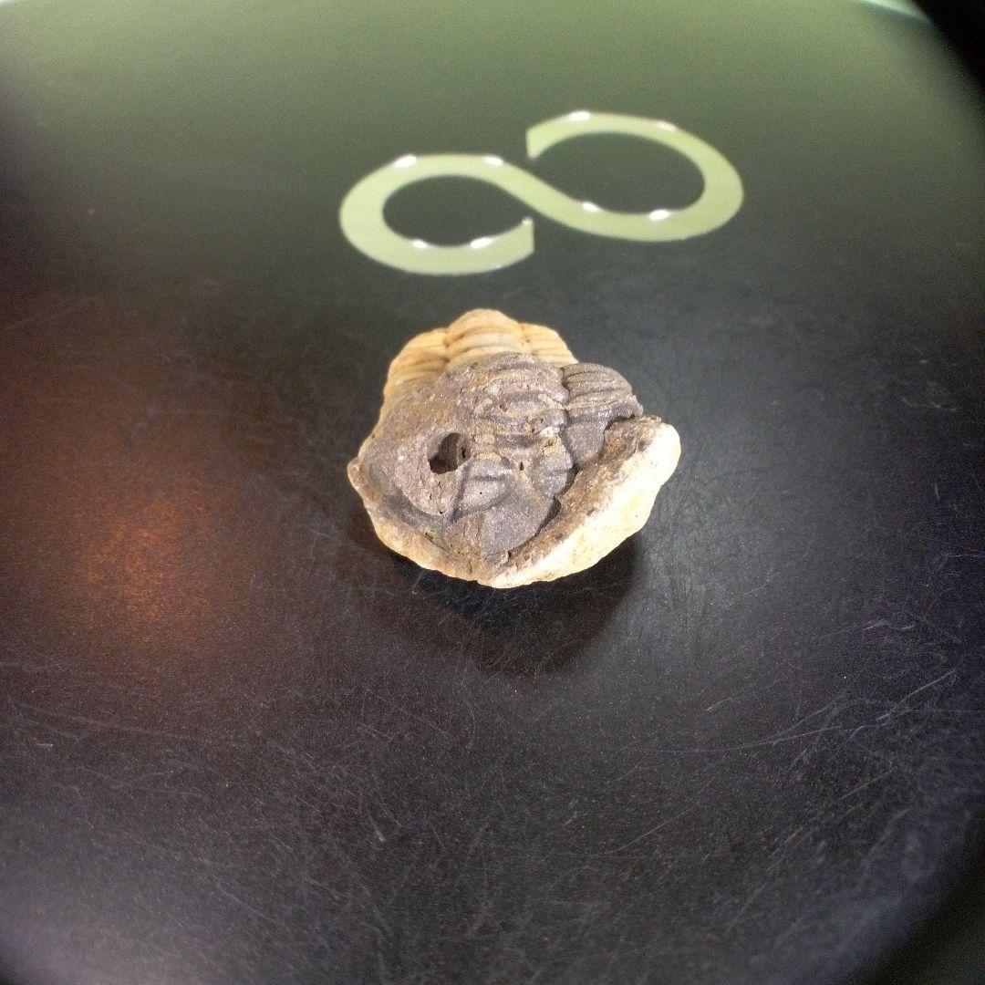 三葉虫 化石 fossil ボリビア産 trilobite 海生動物個体⑩