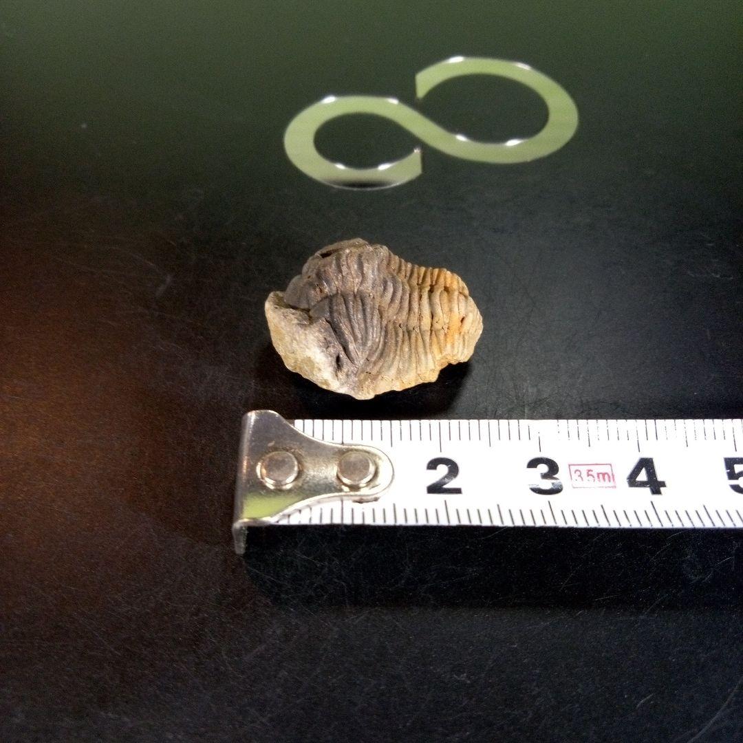 三葉虫 化石 fossil ボリビア産 trilobite 海生動物個体⑩