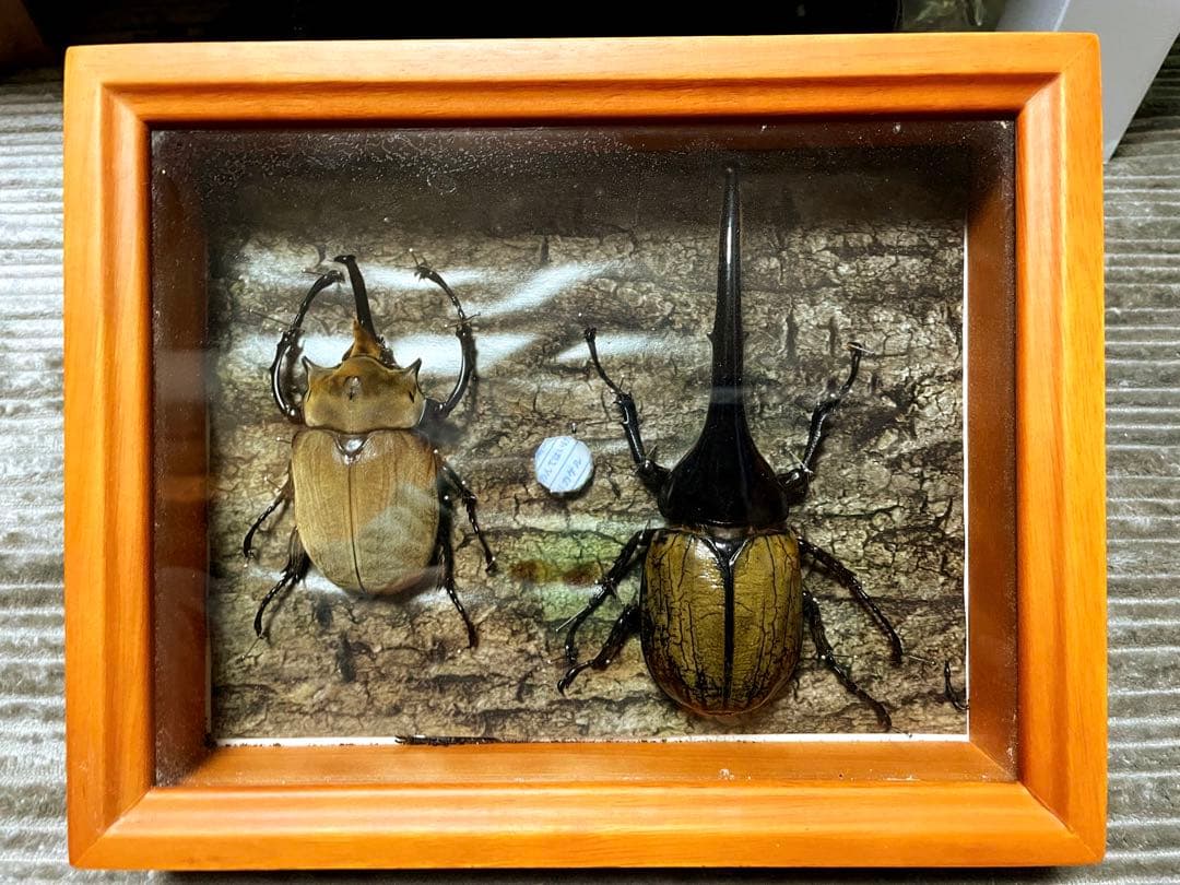 ヘラクレスオオカブト 標本