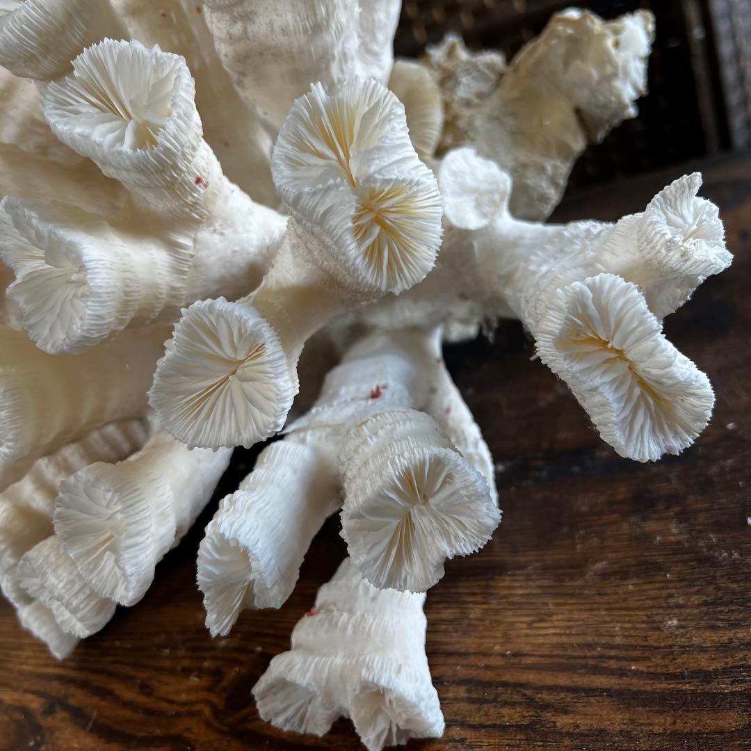 特大 飾り 珊瑚 3段 テーブル サンゴ礁 置物 白 海水魚 水槽