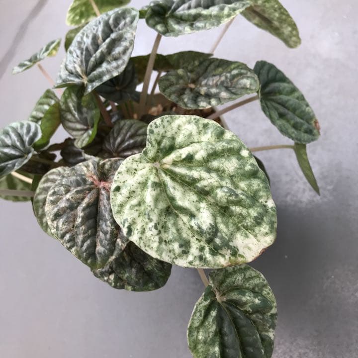 鉢□平安 萬珠堂製 砂高台 赤絵鷺花唐草紋丸鉢 良い 古美術 骨董品□