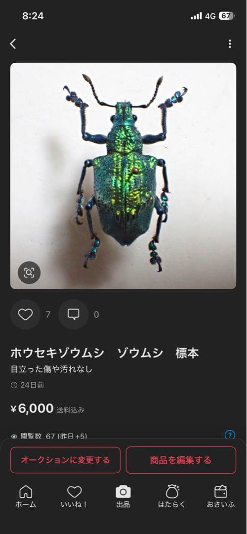 コエポン 様専用 まとめ購入 コガネムシ 標本 ベトナム