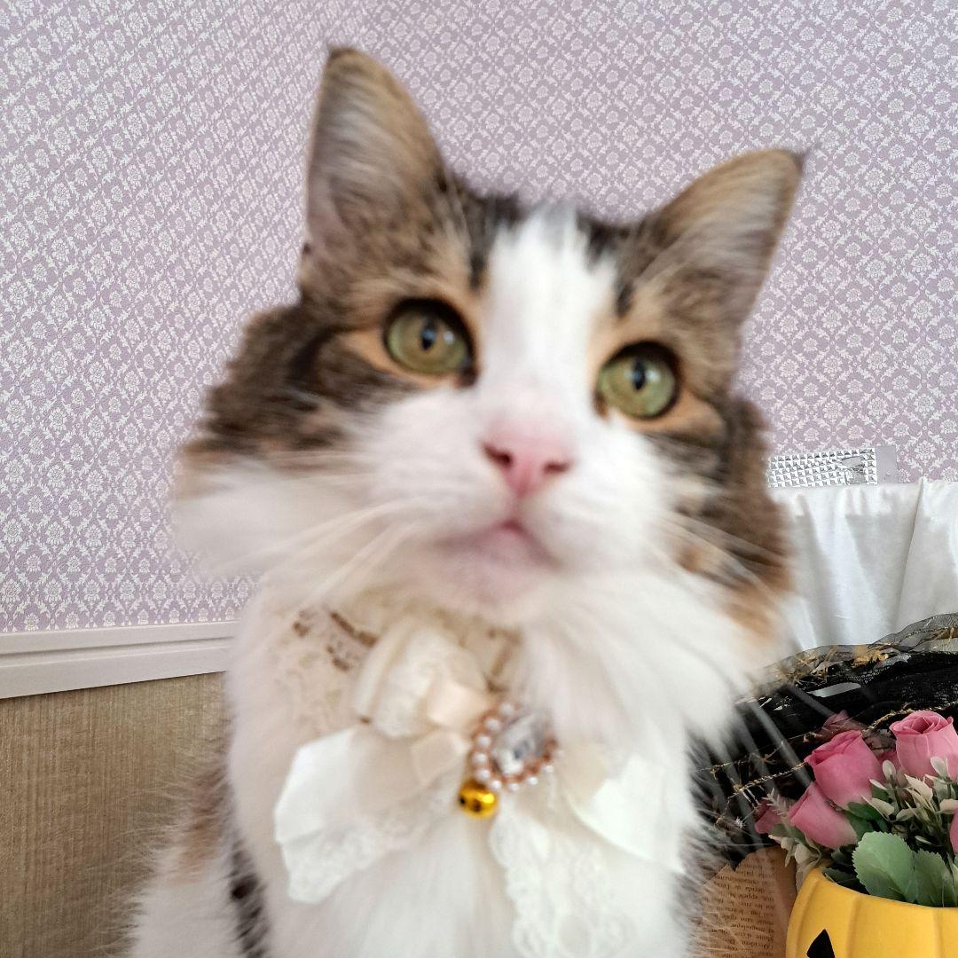 短毛ちゃんにも♥️中世ヨーロッパ風チョーカー(ホワイト⑤)わんちゃん