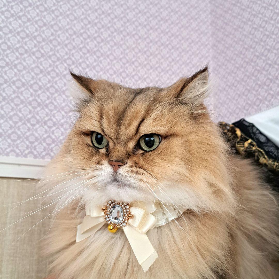 短毛ちゃんにも♥️中世ヨーロッパ風チョーカー(ホワイト⑤)わんちゃん