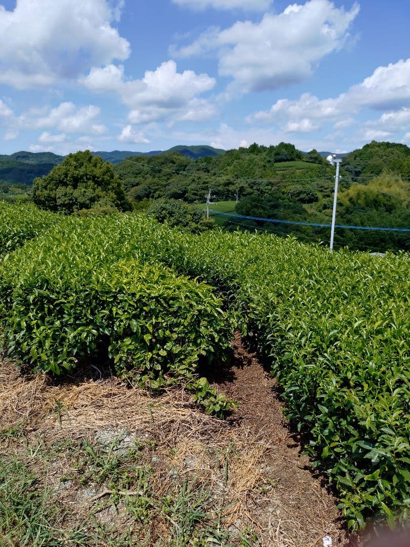 連休値下げ！高級抹茶 五十鈴 青嵐 2缶セット 飲料・酒