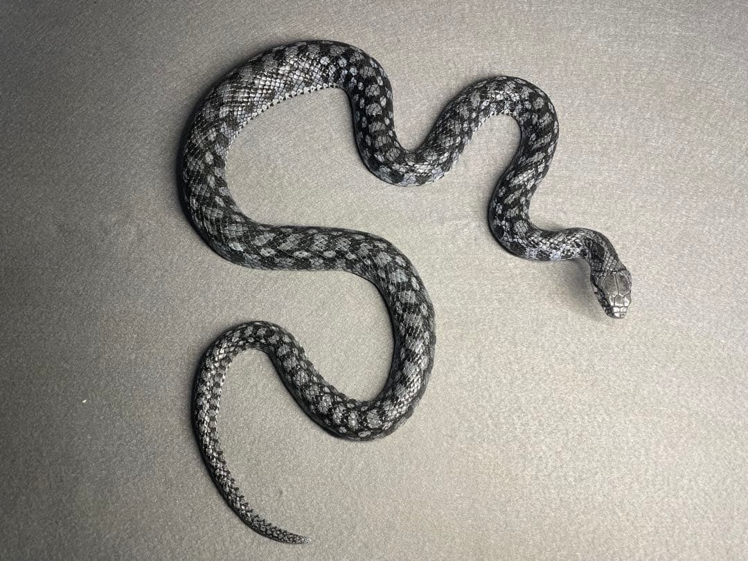 ヤマカガシ青色型(レプリカ)