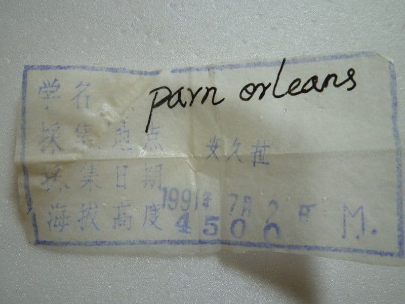 オルレアンウスバ♀♂/チベット.安久拉山産/♀47.7mm♂45.9mm