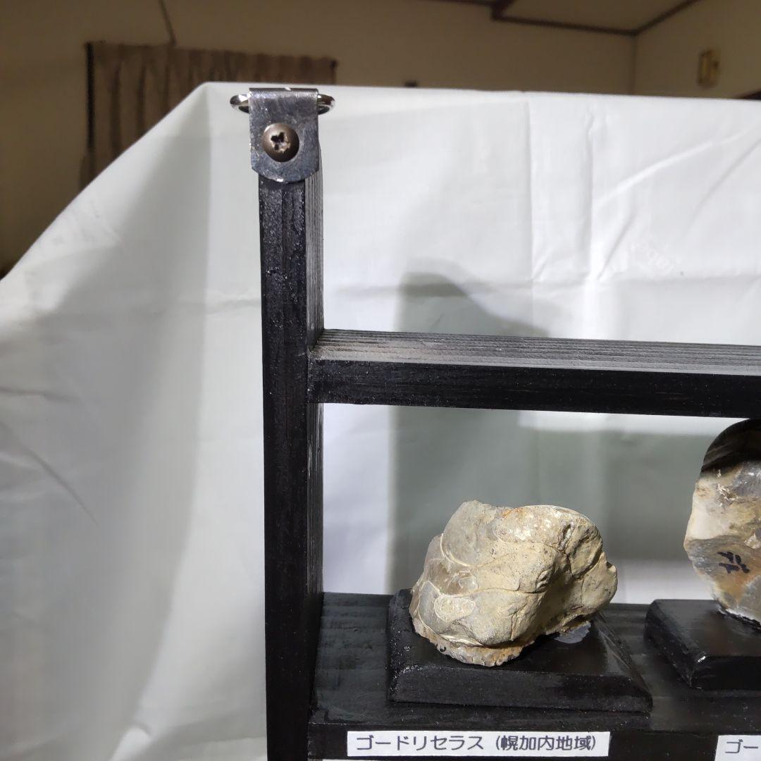 北海道アンモナイト化石、飾り棚に収納した１２点＋資料４点＋おまけ２点