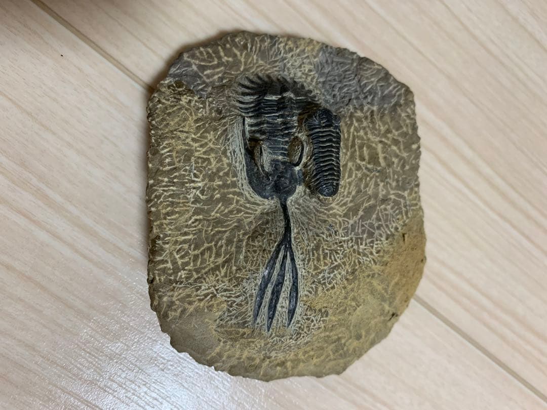 三葉虫化石 ワリセロプス ロングフォーク