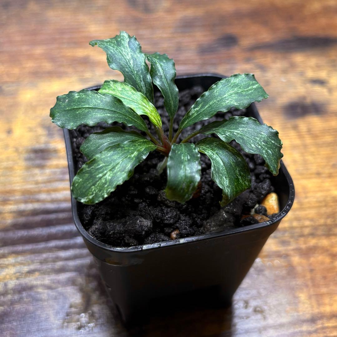 ブセファランドラ（斑入り株）Bucephalandra Pipto とてもレア