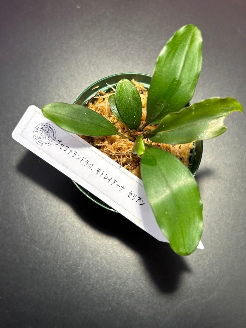 ブセファランドラ cf. モトレイアーナ セリアン - メルカリ