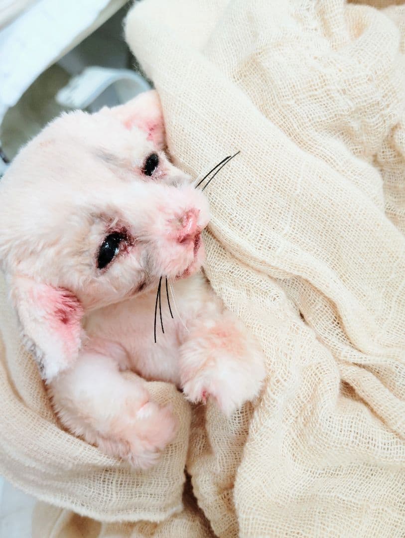 アートドール ベビーフェネック 生後10日♡リアルな子♡フェネック