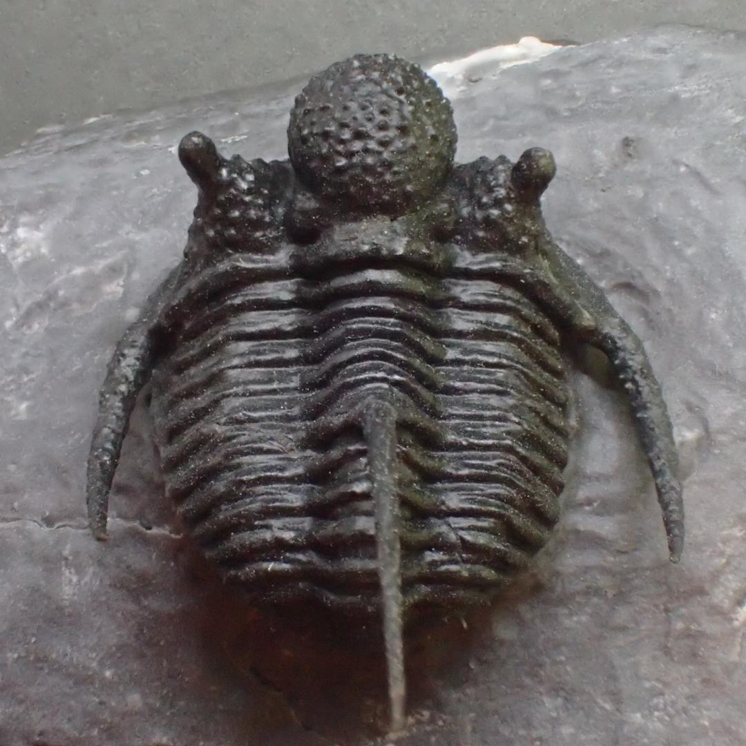 三葉虫の化石 モロッコ産 0003モロッコ産三葉虫化石