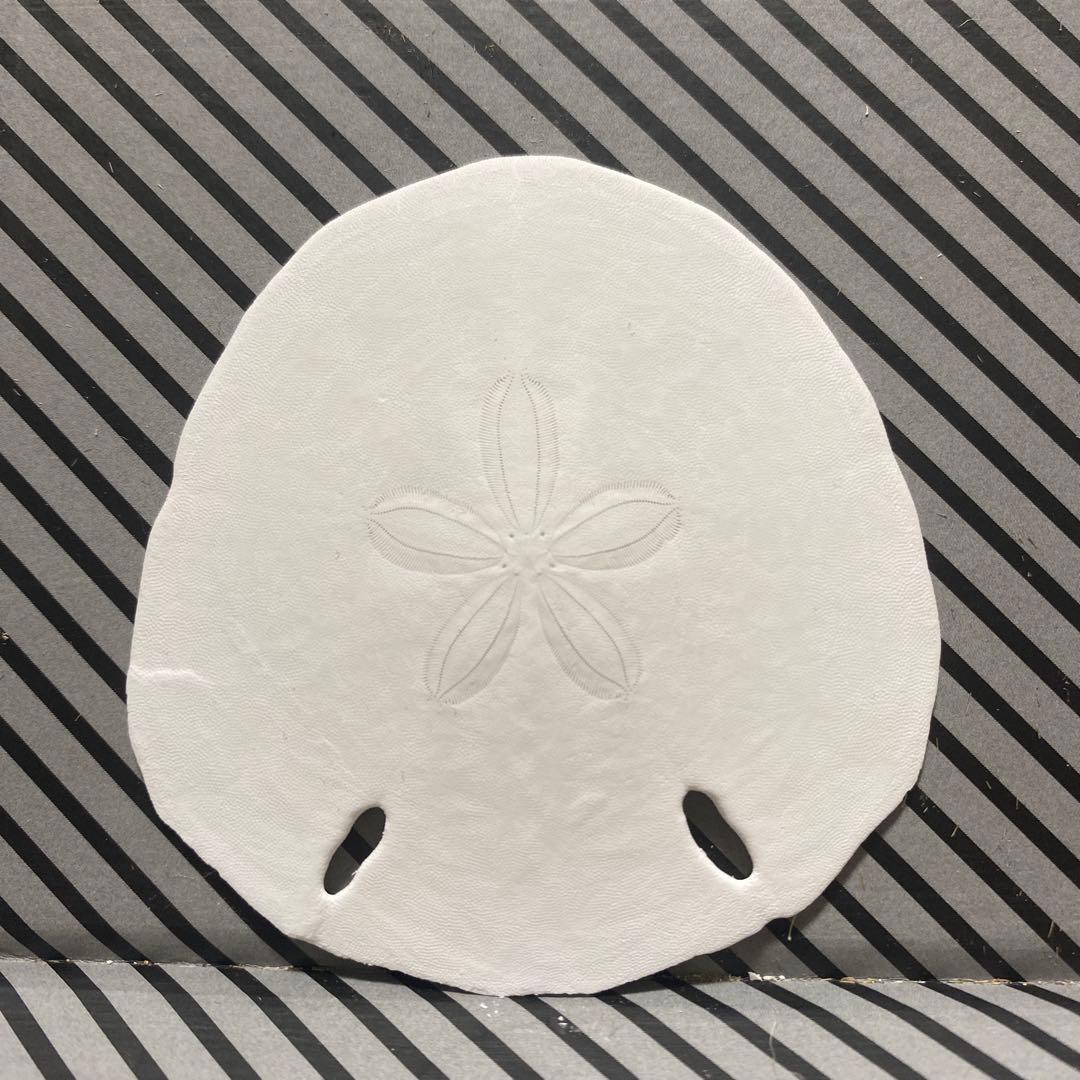 フタツアナスカシカシパン♡ブンブク♡ウニ殻♡標本