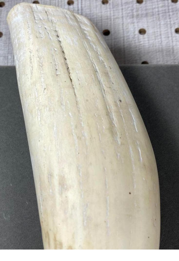 鯨/鯨歯/クジラ/歯/牙/466g