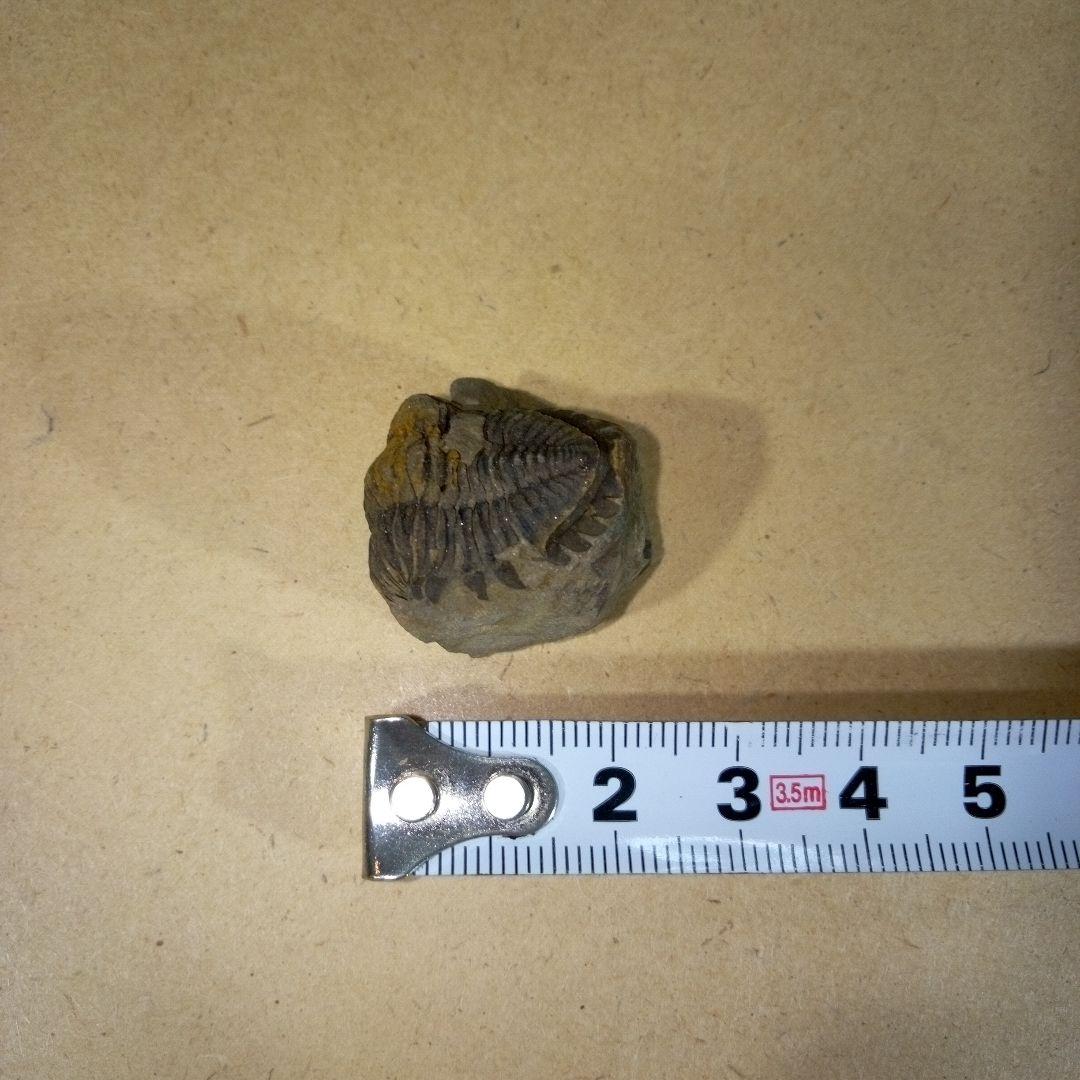 三葉虫 化石 三葉虫化石 究極のレトロ fossil ボリビア産 化石管理番号⑭