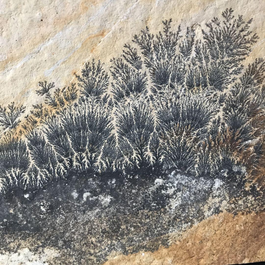 永久に枯れない樹木を封じ込めた石樹形石(しのぶ石) Dendrite