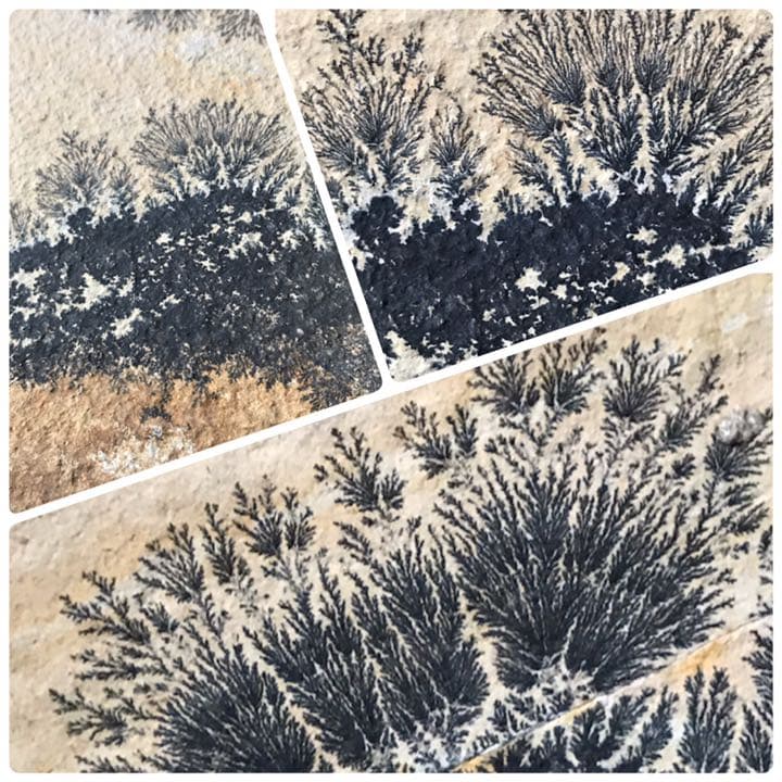 永久に枯れない樹木を封じ込めた石樹形石(しのぶ石) Dendrite