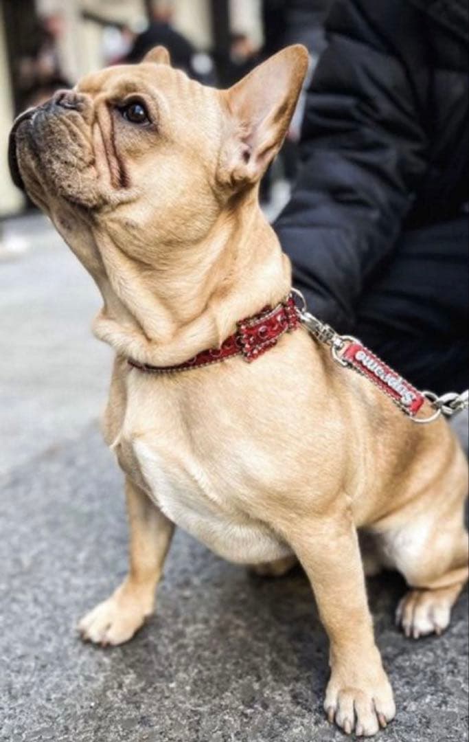 未使用Supreme B.B.Simon DogCollar シュプリーム 首輪