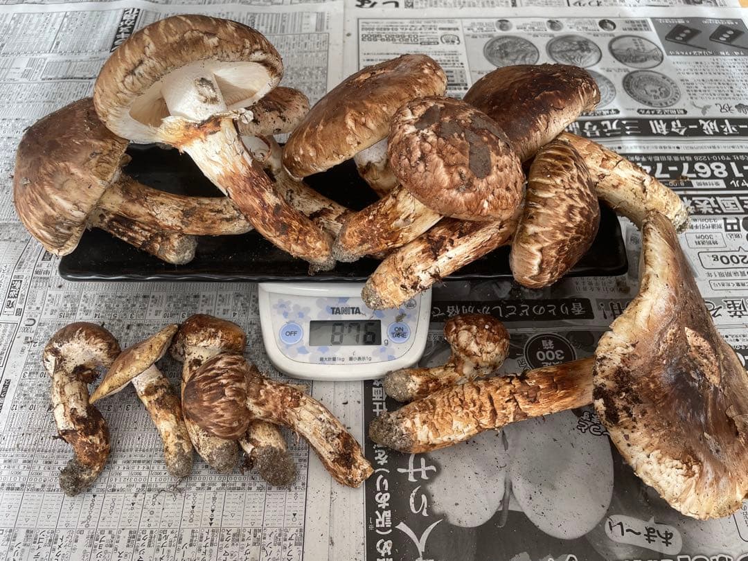 松茸 北海道 500g 訳あり 国産① 楽天市場】【予約商品】【9月中旬－10月