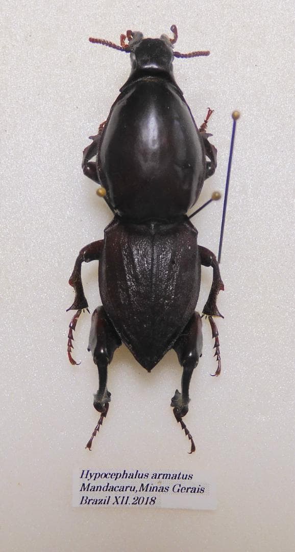 ケラモドキカミキリ 標本