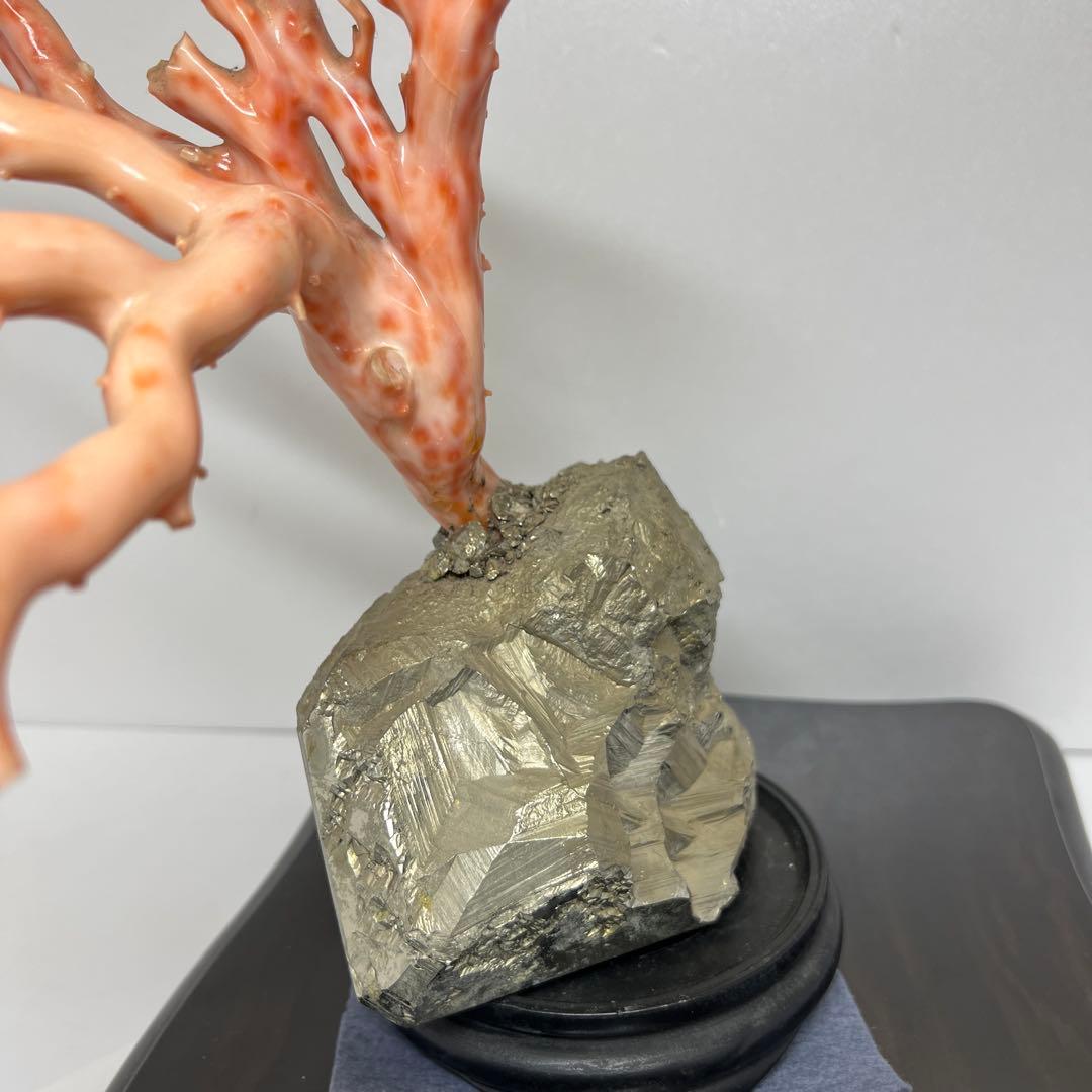 特大 極太桃色珊瑚 台付 3674g 東Y7-1106☆2Fトコオ