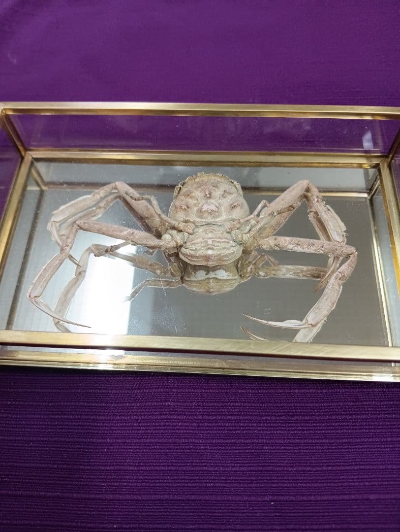 源平合戦古戦場讃岐屋島壇ノ浦周防下関檀之浦戦い平家武者怨霊海底人面