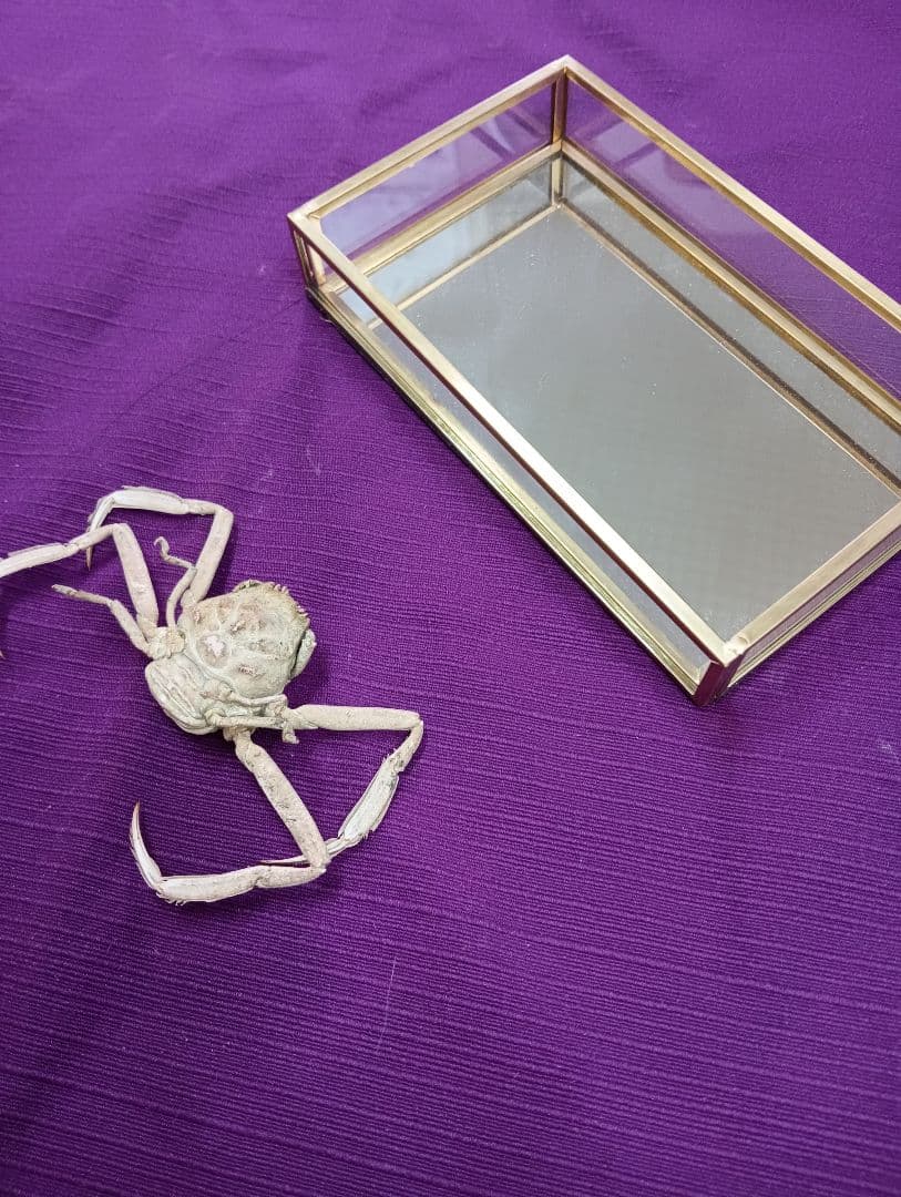 源平合戦古戦場讃岐屋島壇ノ浦周防下関檀之浦戦い平家武者怨霊海底人面