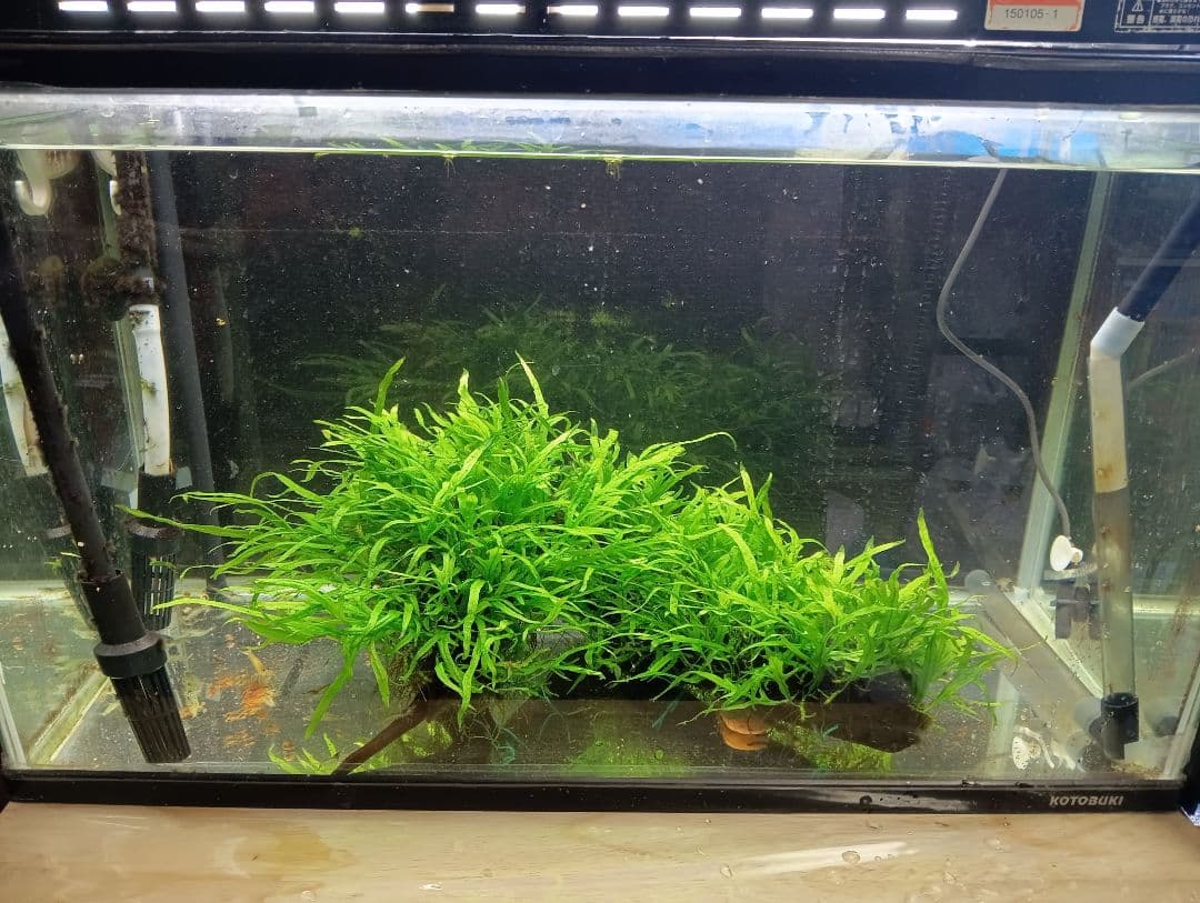 特大 ミクロソリウムsp.パプアニューギニア 流木活着