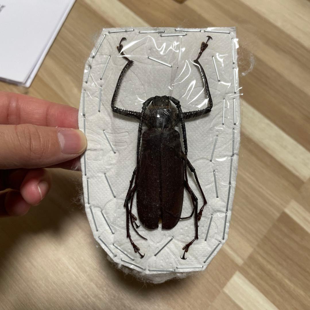 希少 インドネシア マル島 ウスバカミキリ 標本