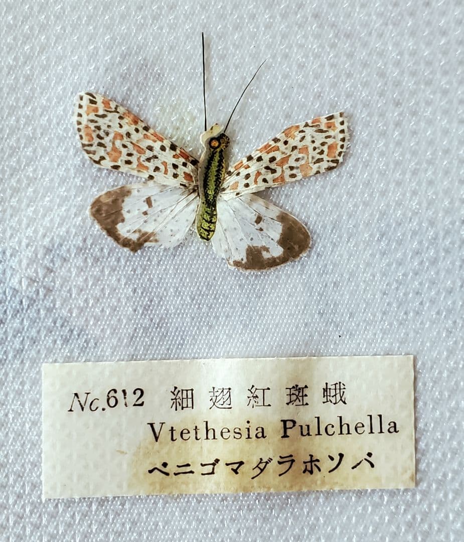 1960年代当時物】☆蝶類標本☆『台湾産蝴蝶2/2』☆本物