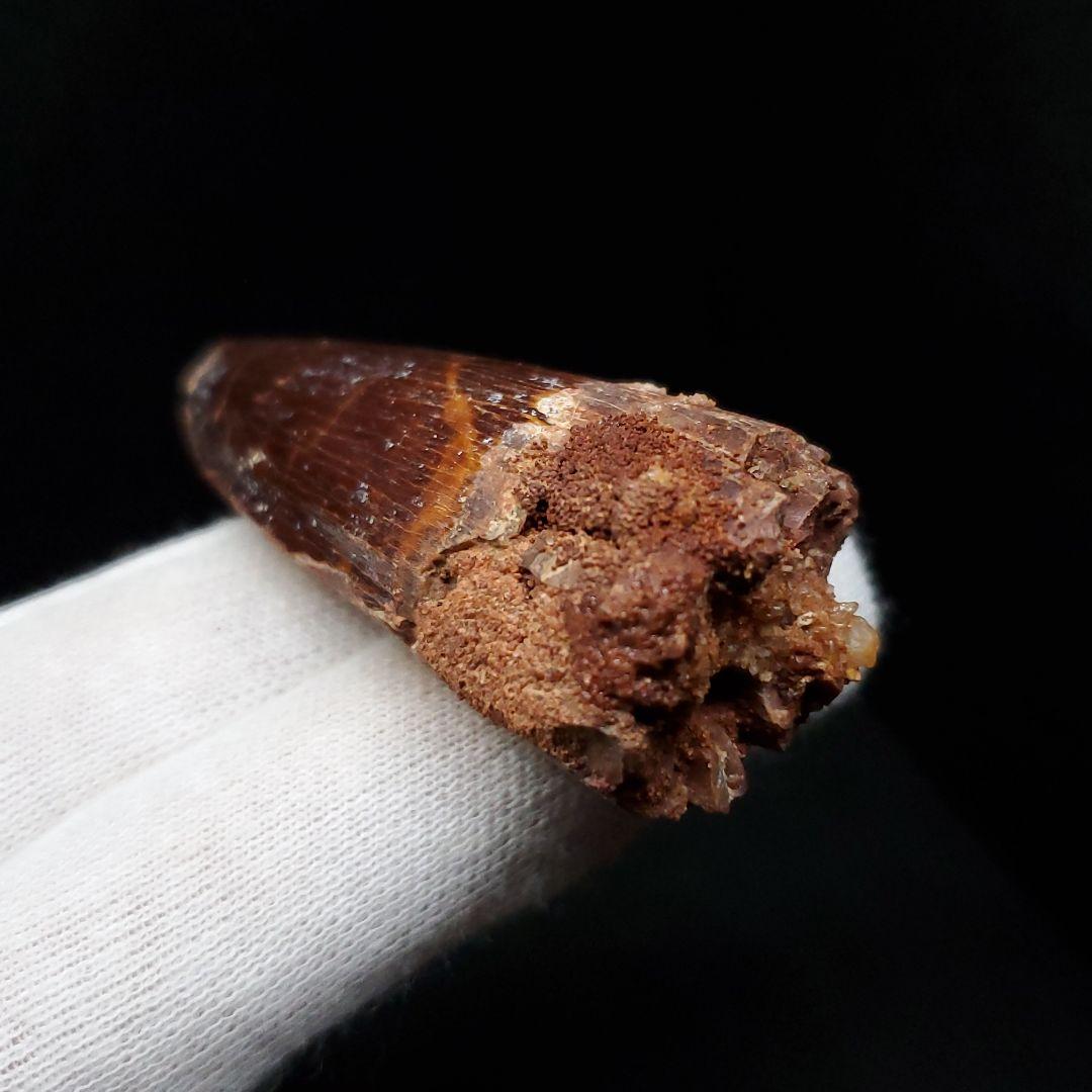 美品 スピノサウルス 本物 モロッコ産 52mm sp446