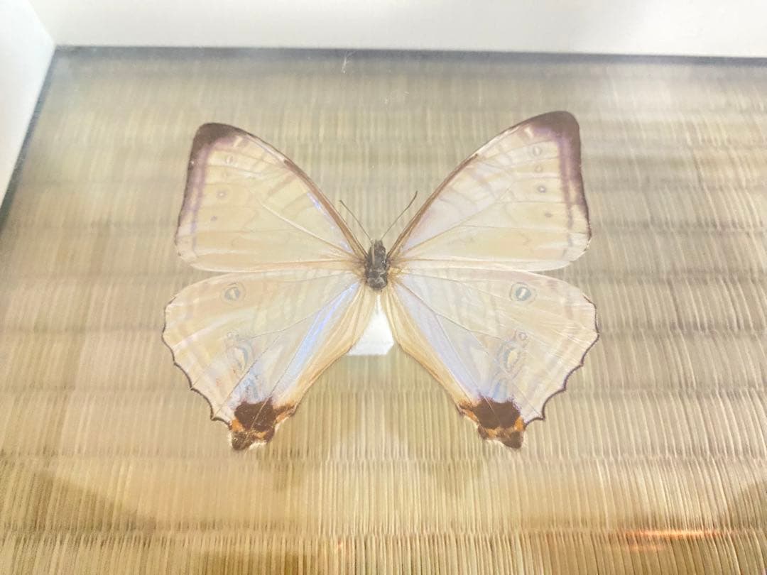 【美品】蝶の標本 青 紫 白 5匹セット