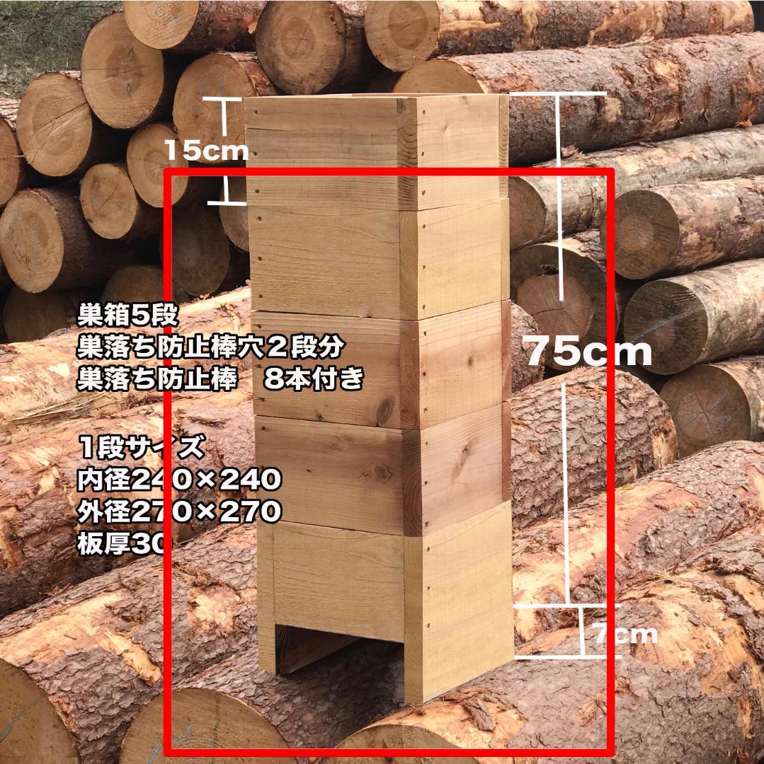 極美展足】Diabroctis mirabilisダイコクコガネ 22mm♂フ