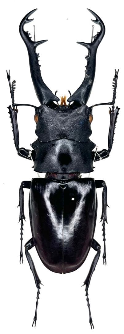 南インド ニルギリ産ギラファ ニルギリエンシス 90mm.