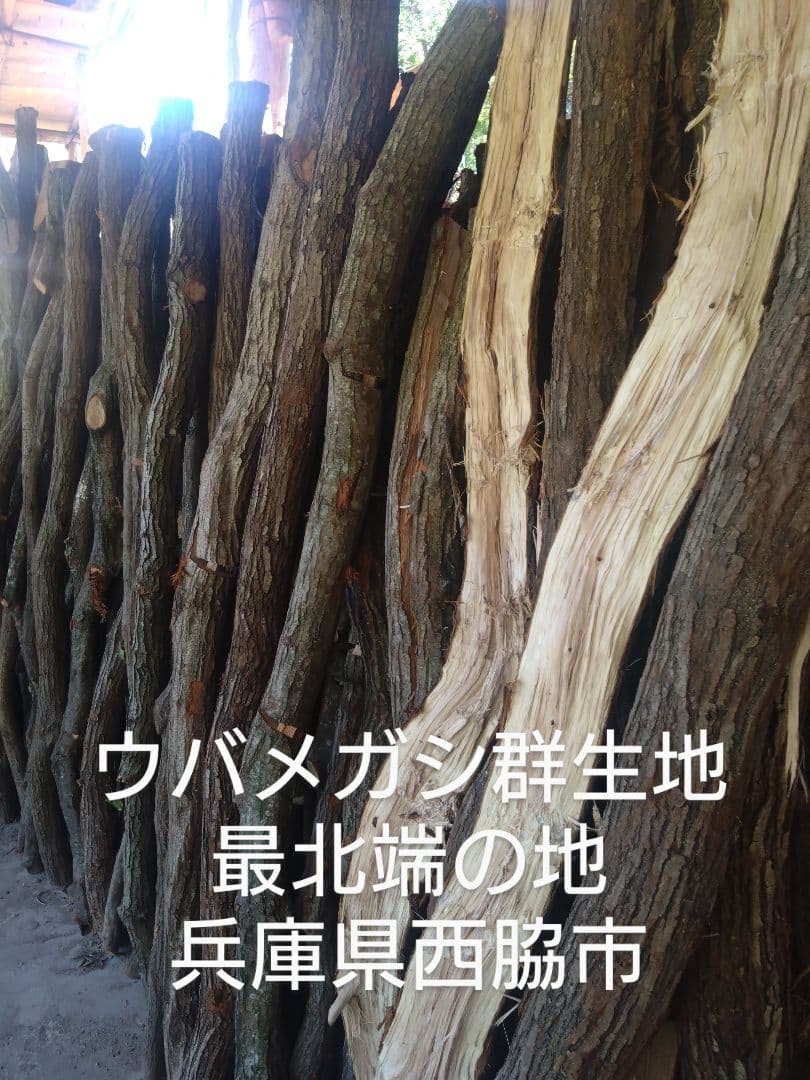 sato 丸物１５キロ