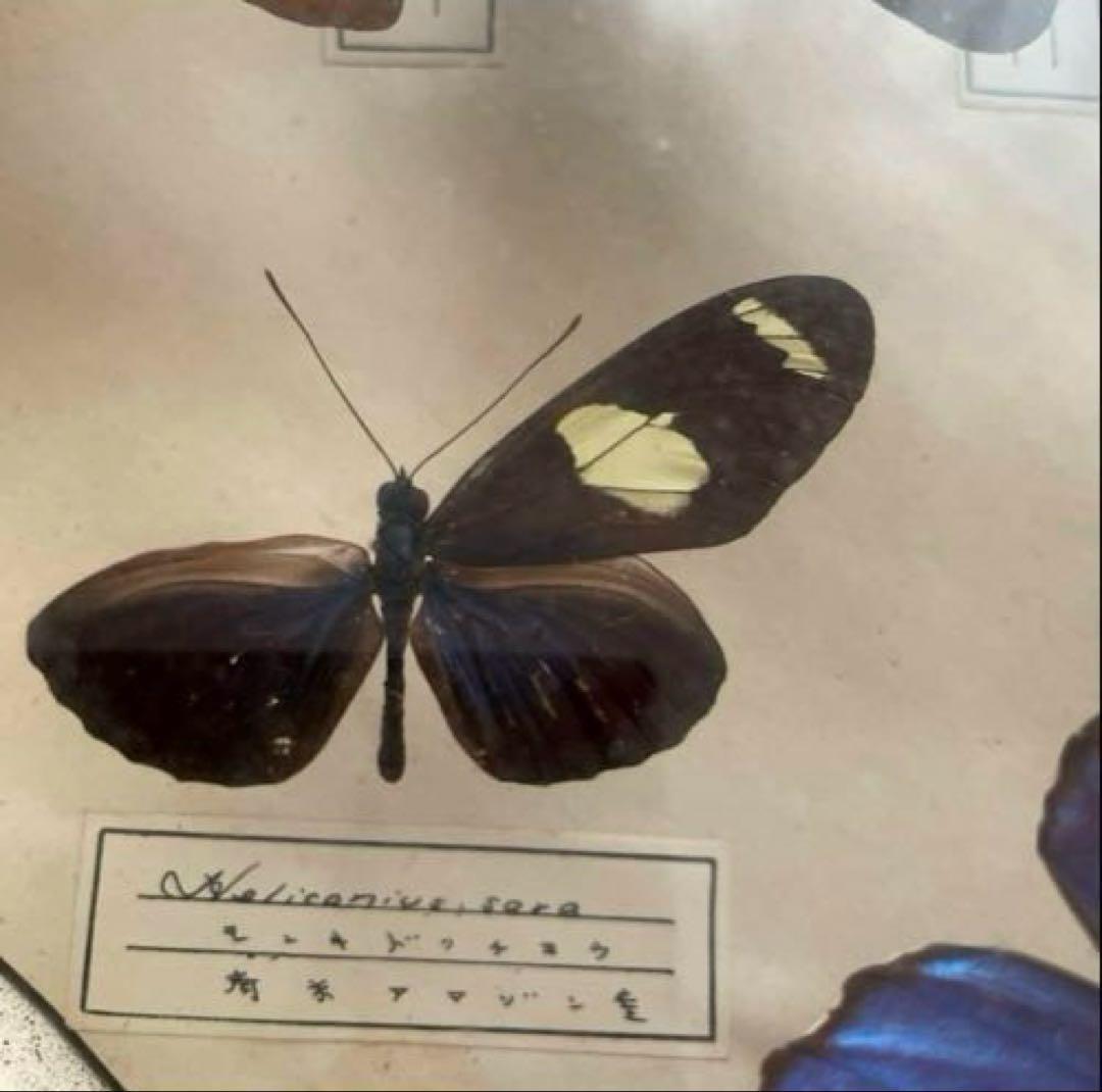 アンティーク蝶標本 モルフォ蝶 他 ヴィンテージ昆虫標本 全22種類
