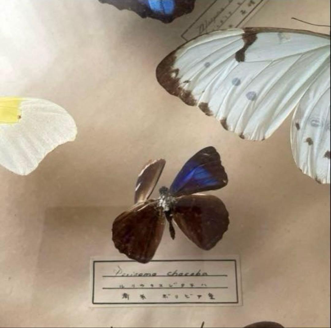 モルフォ蝶他 アンティーク蝶標本 ヴィンテージ標本 全22種類