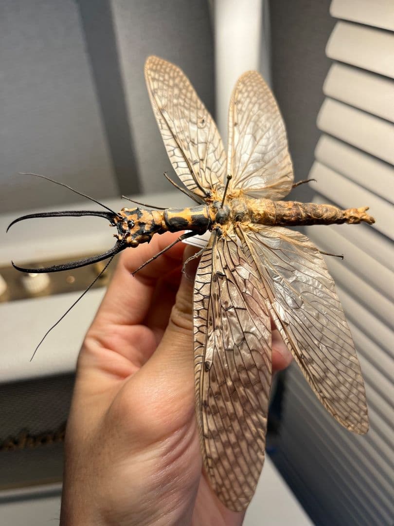 蜻蛉希少種】キマダラオオキバヘビトンボ オオアゴヘビトンボ 昆虫標本