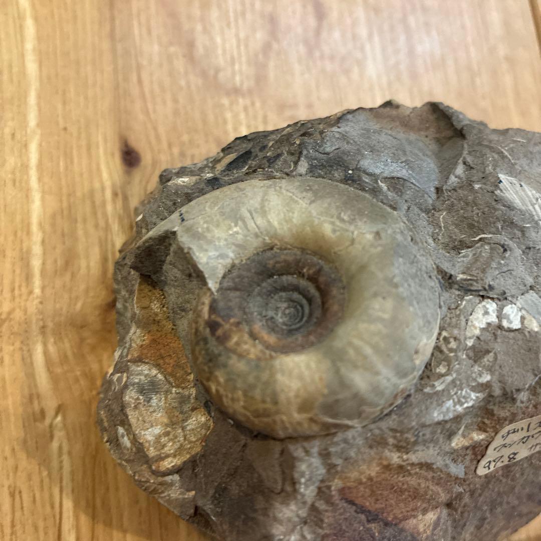 アンモナイト化石 約20cm 1997.8採掘の通販｜elegannews.com