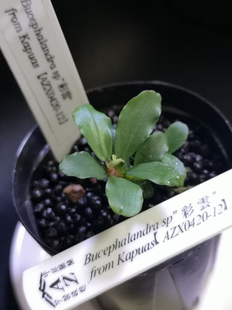AZ便】正規タグ付き Bucephalandra sp.