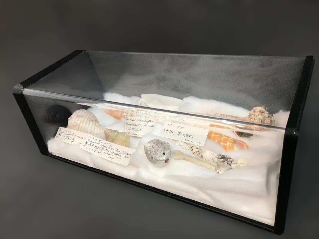 【博物館級・来歴明確】貝殻標本コレクション 6点／学名・採集地・採集年・水深記録 126121_main04.webp